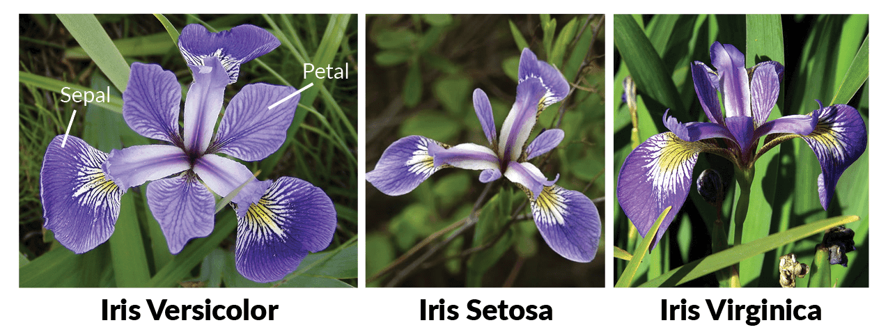 Iris-Neural-Network cover image